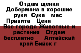 Отдам щенка Добермана в хорошие руки. Сука 5 мес. Привита › Цена ­ 5 000 - Все города Животные и растения » Отдам бесплатно   . Алтайский край,Бийск г.